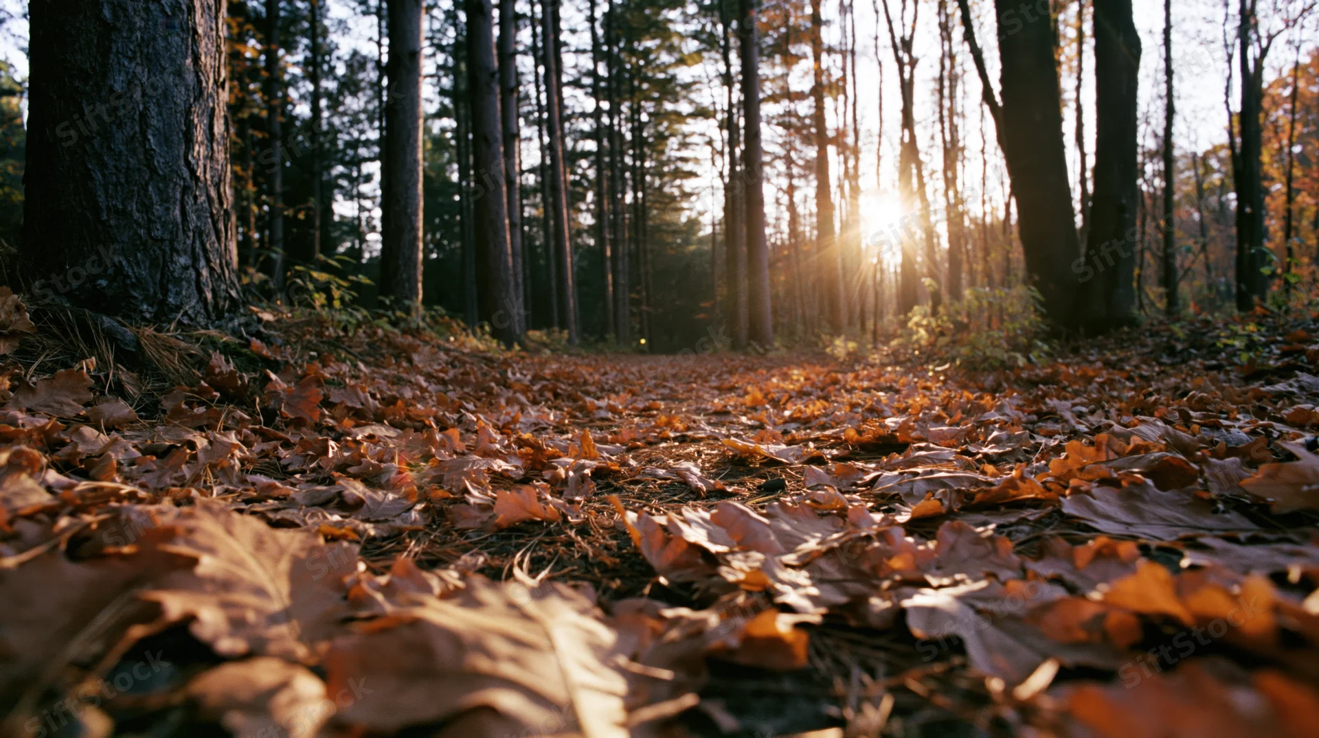 Low-angle view of forest floor covered in fallen autumn leaves with sunlight filtering through trees
