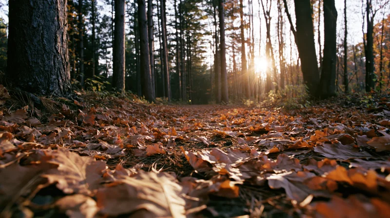 Low-angle view of forest floor covered in fallen autumn leaves with sunlight filtering through trees