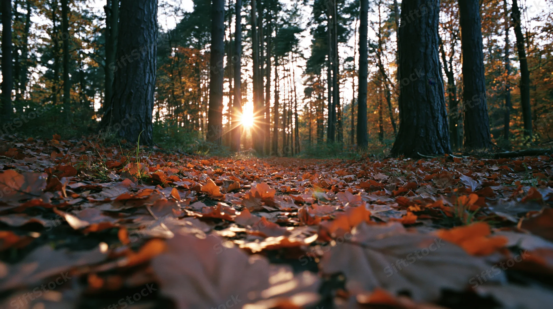 Low-angle view of forest floor covered in fallen orange and amber leaves with sunlight filtering through trees