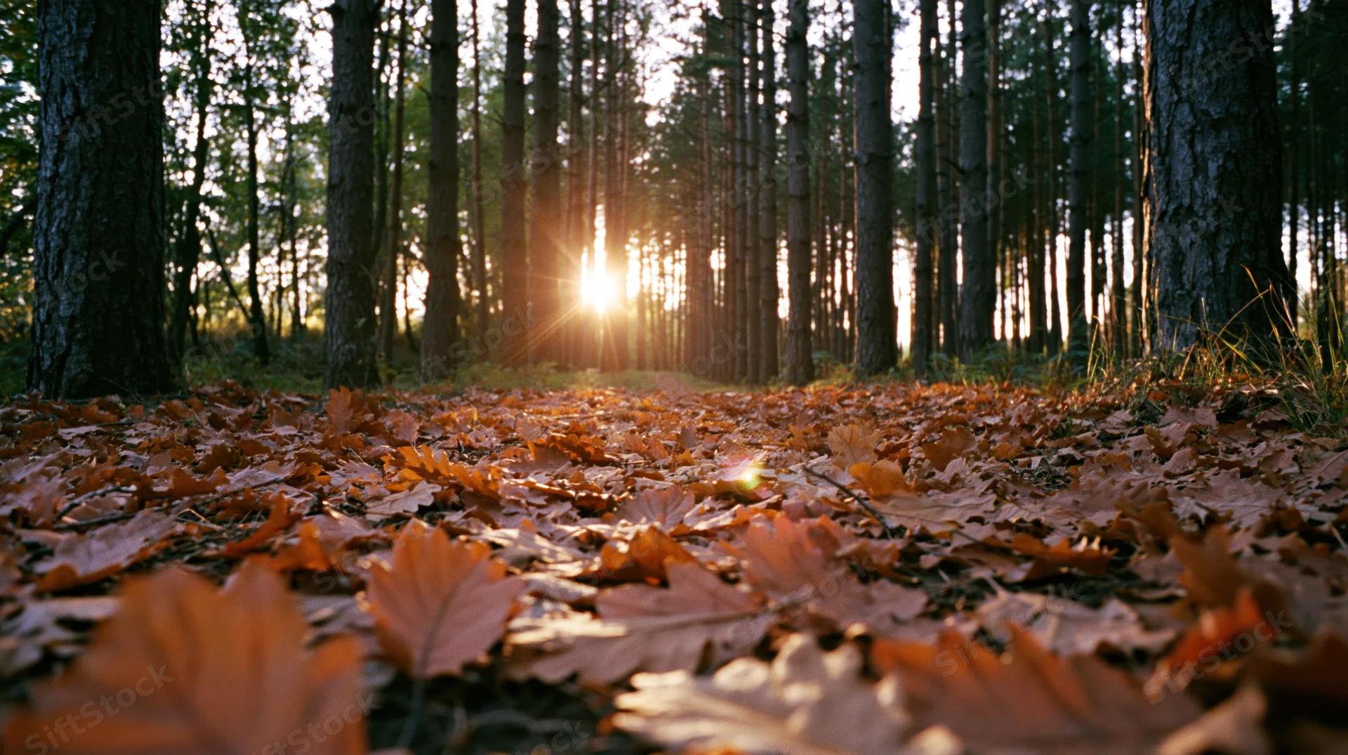 Autumn forest floor covered in fallen orange and amber leaves with sunlight filtering through trees