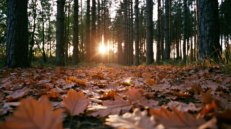 Autumn forest floor covered in fallen orange and amber leaves with sunlight filtering through trees