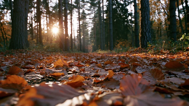 Low-angle view of forest floor covered in fallen autumn leaves with sunlight filtering through trees