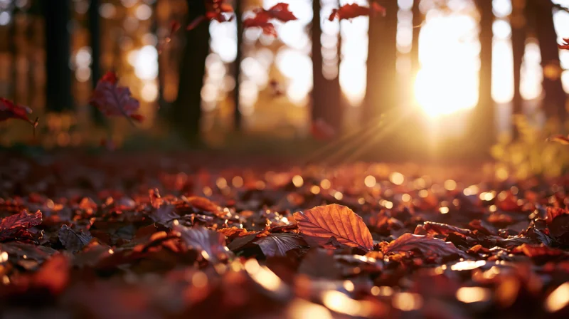 Falling leaves on forest floor at sunset with sunlight filtering through trees