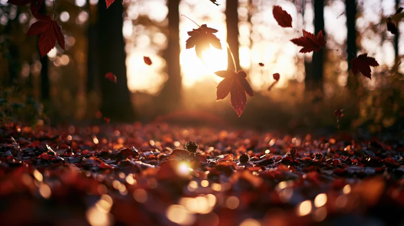 Falling maple leaves in autumn forest at sunset, illuminated by warm sunlight through tree silhouettes