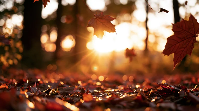 Falling leaves in a forest at sunset, illuminated by warm sunlight filtering through trees