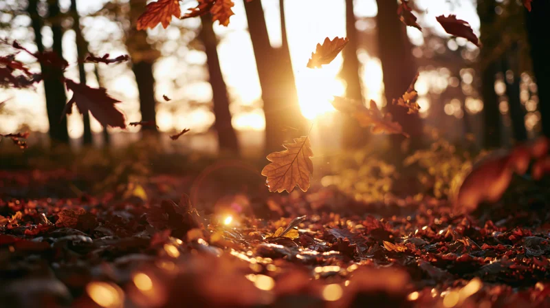 Falling leaves in a forest at sunset, illuminated by warm sunlight filtering through trees