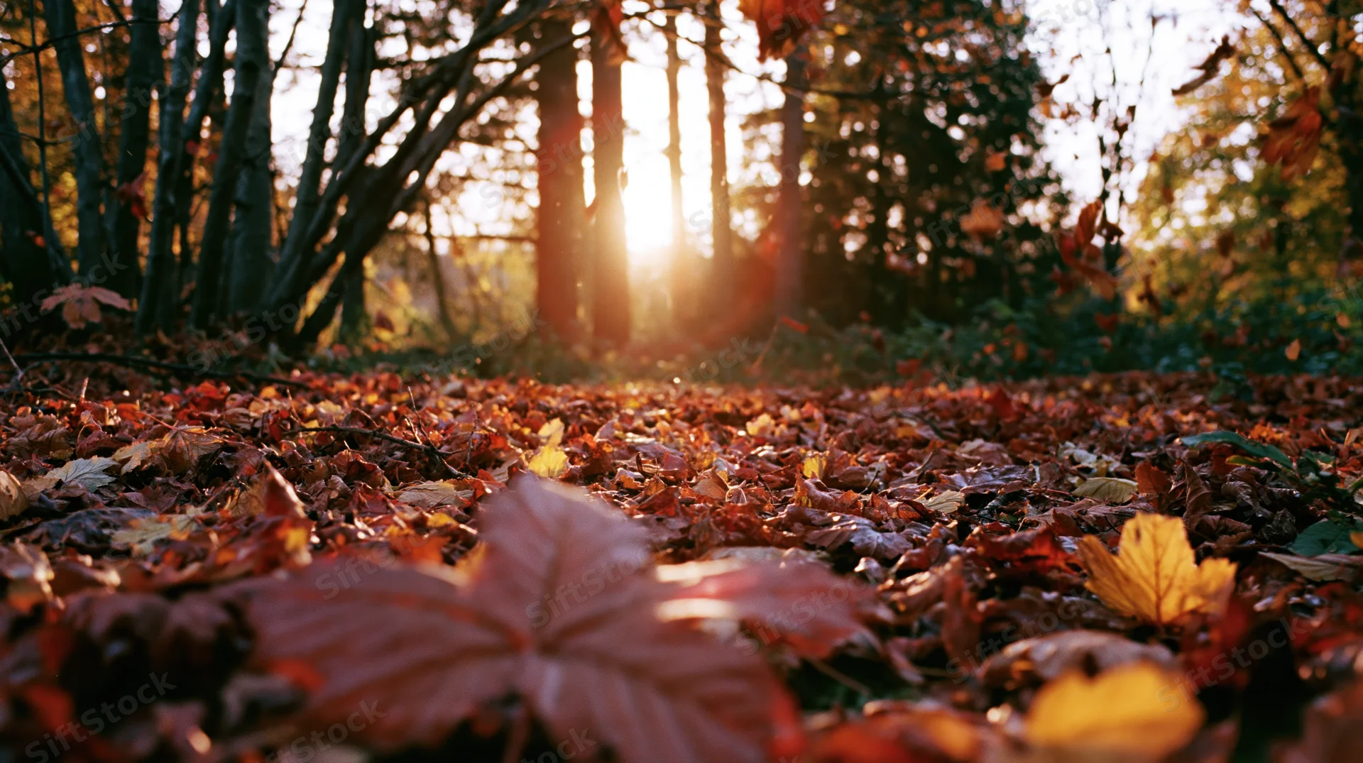 Autumn leaves falling on forest floor with sunlight filtering through trees at low angle