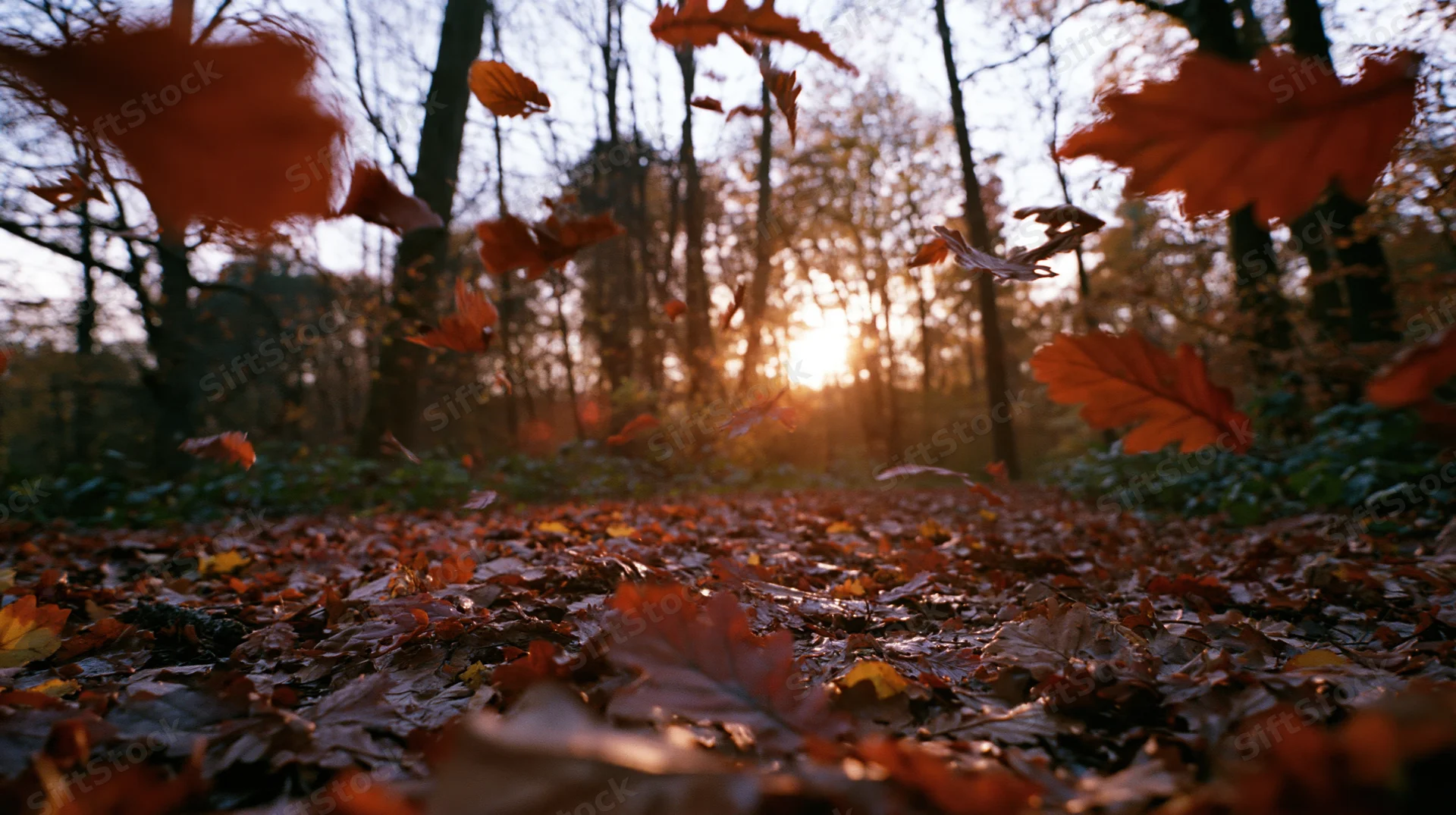 Falling leaves in a forest at twilight, low-angle view of autumn woodland floor