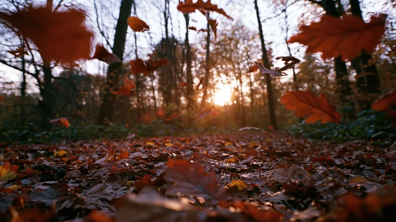 Falling leaves in a forest at twilight, low-angle view of autumn woodland floor