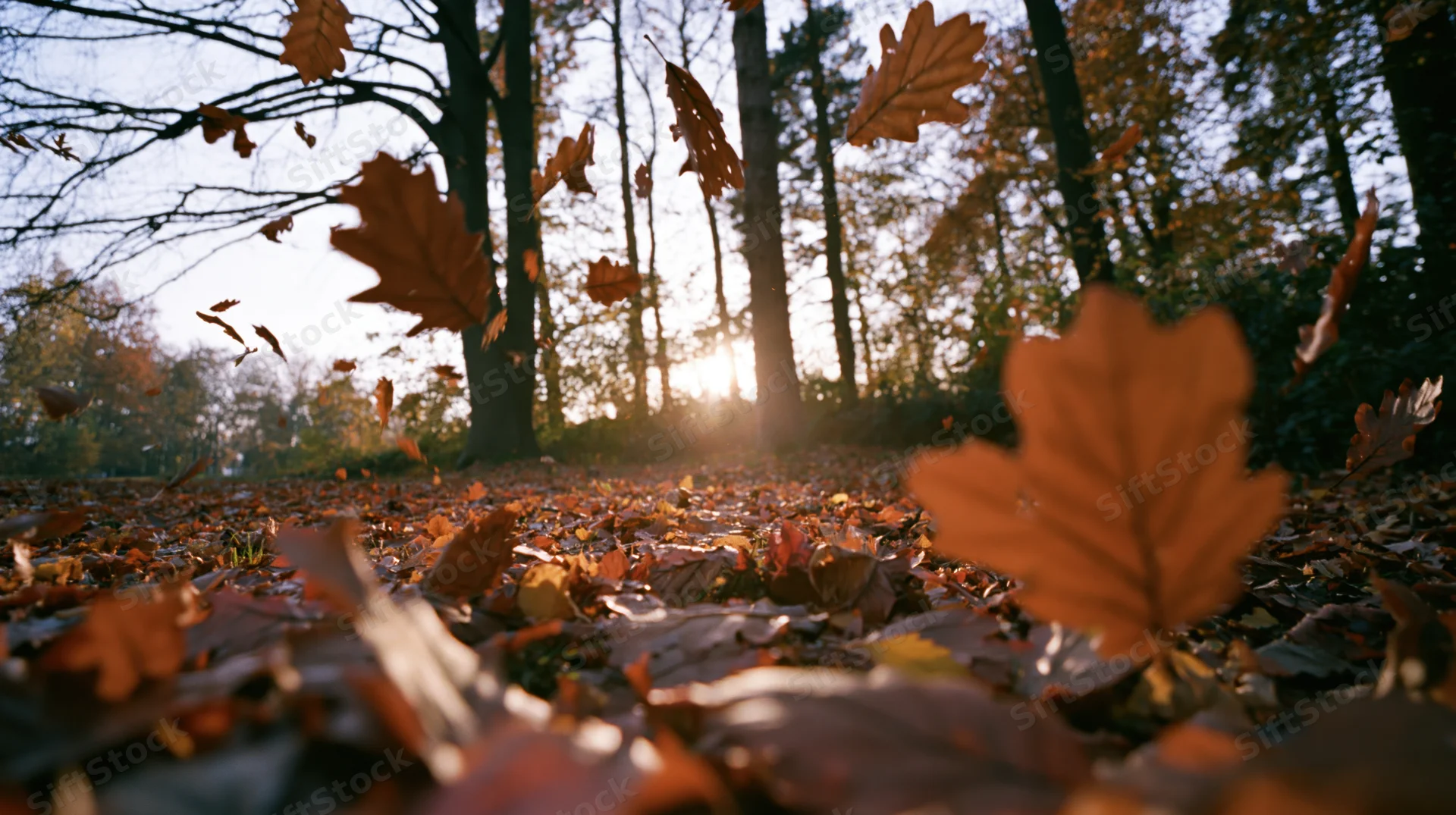Falling autumn leaves on forest floor at low angle with sunlight through trees