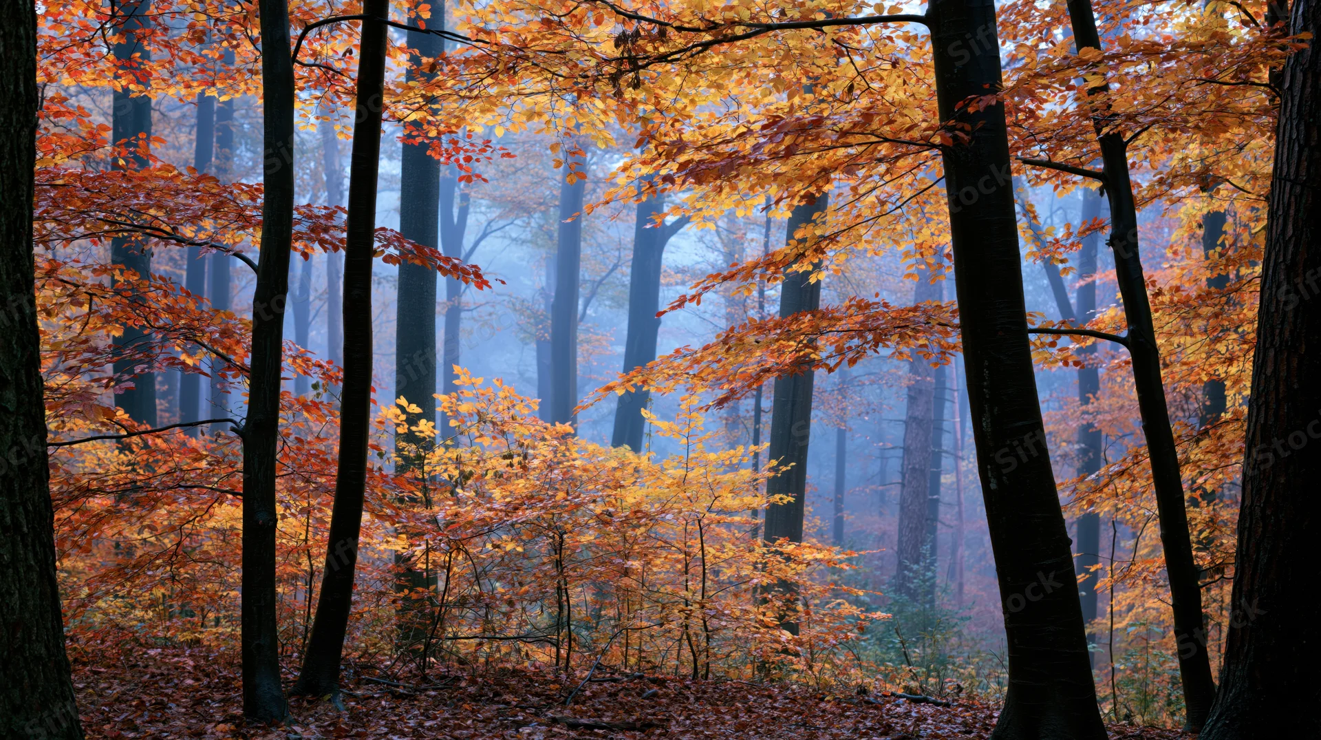 Autumn forest interior with dense deciduous trees and misty atmosphere