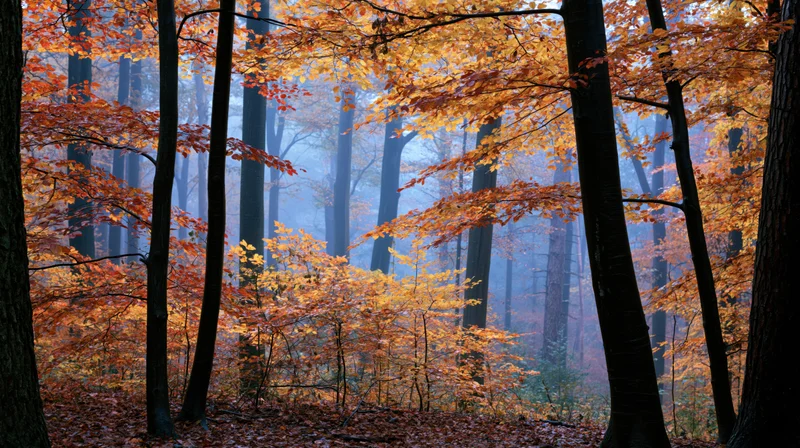 Autumn forest interior with dense deciduous trees and misty atmosphere