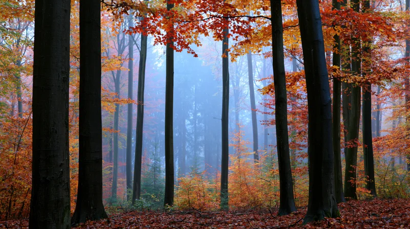 Autumn forest interior with tall deciduous trees and misty atmosphere