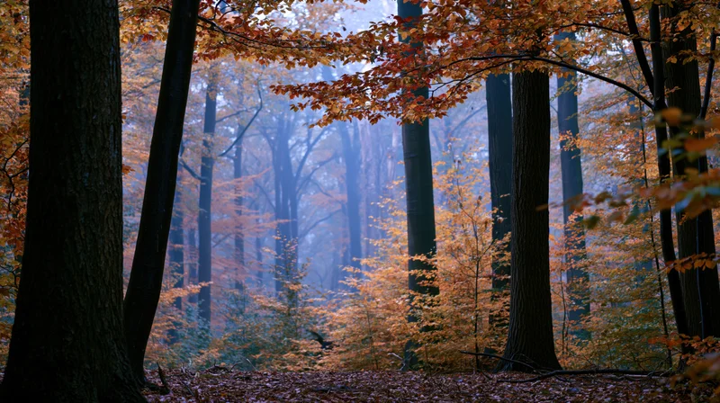 Autumn forest interior with dense deciduous trees and misty atmosphere