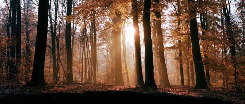 Golden sunlight streaming through autumn trees in a misty forest interior