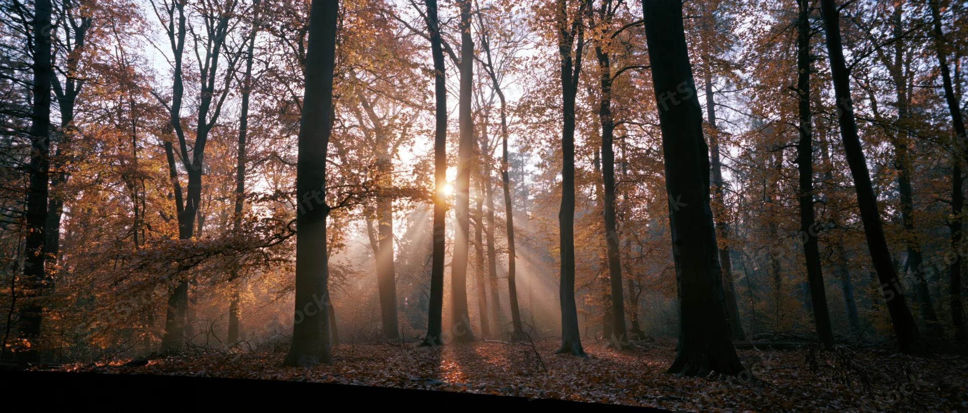 Sunlight rays breaking through autumn forest trees with mist and fallen leaves on the ground