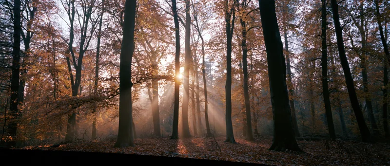 Sunlight rays breaking through autumn forest trees with mist and fallen leaves on the ground
