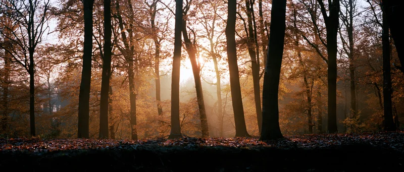 Golden sunlight filtering through autumn trees in a misty forest interior