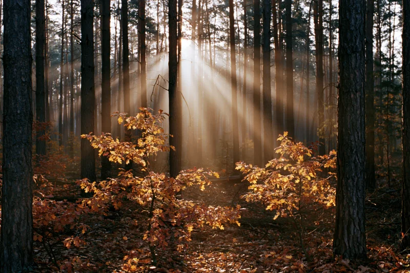 Golden sunlight rays filtering through tall pine trees in an autumn forest, illuminating orange foliage on the forest floor