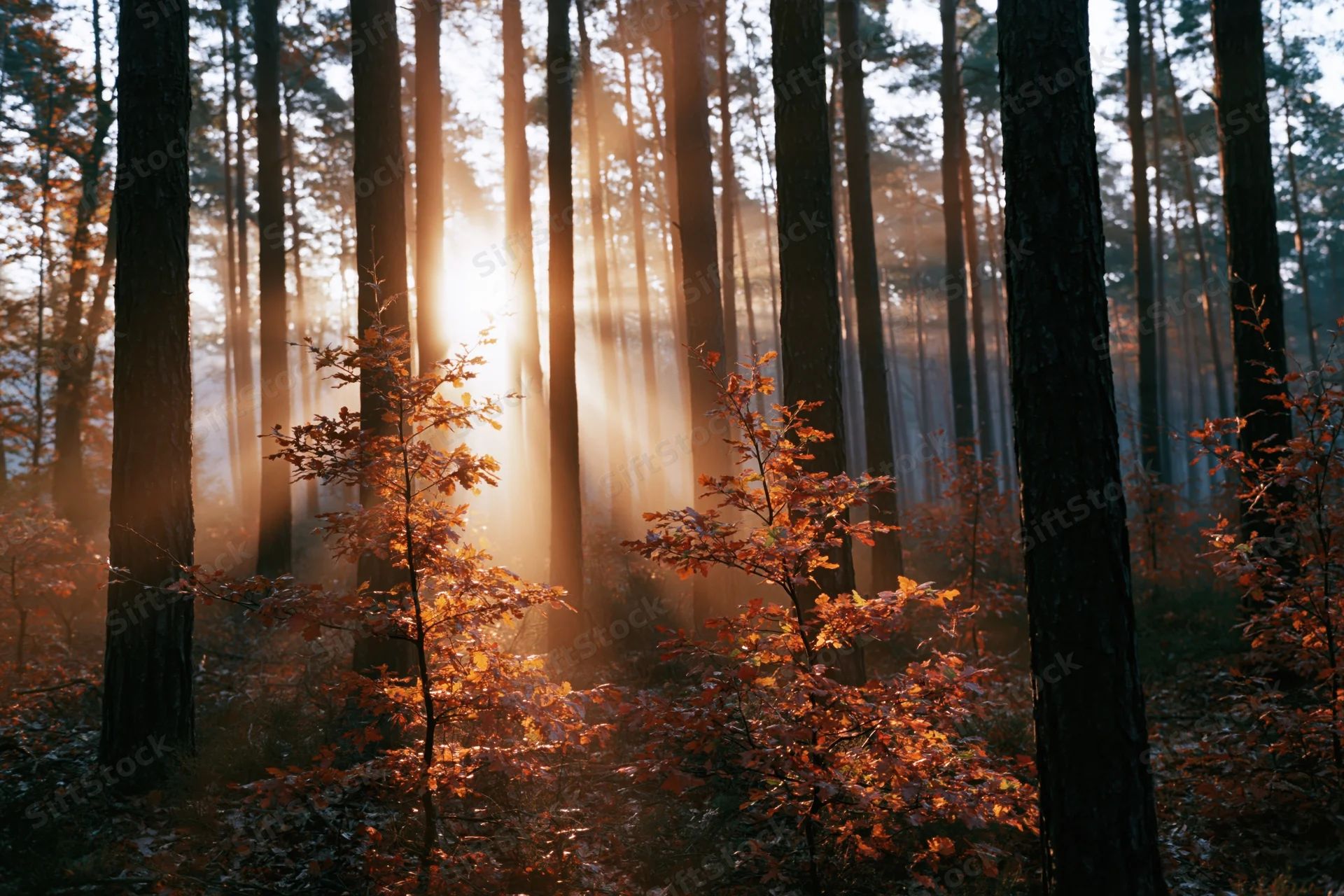 Golden sunlight streaming through tall pine trees in an autumn forest interior