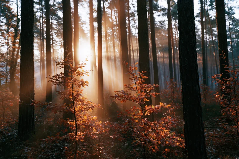 Golden sunlight streaming through tall pine trees in an autumn forest interior