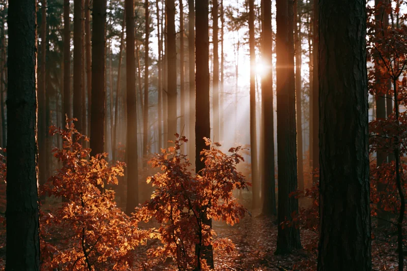 Golden sunlight streaming through tall pine trees in an autumn forest with mist and orange foliage on the ground