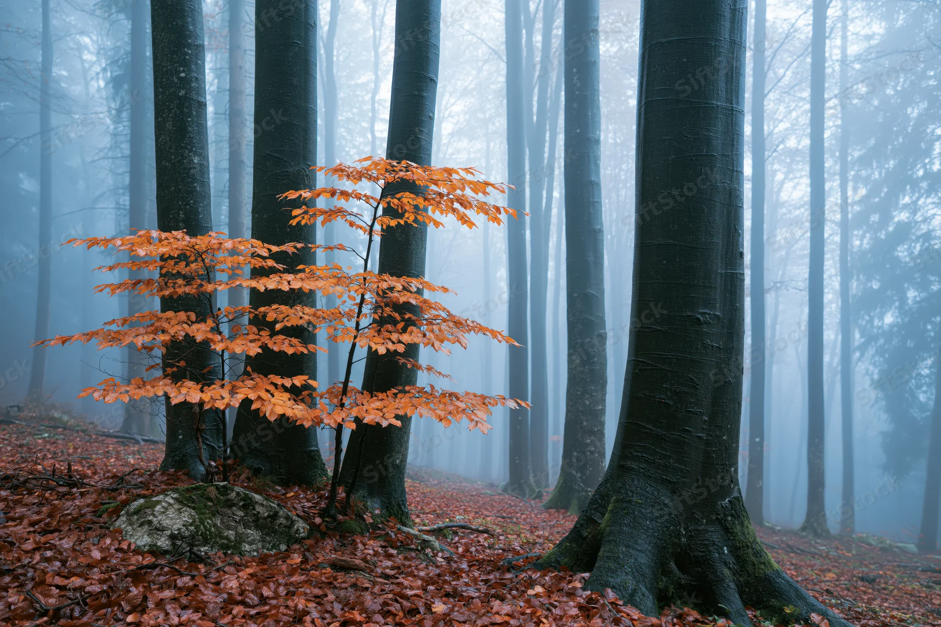 Small orange-leafed beech tree in foggy forest among tall trunks with fallen leaves on ground