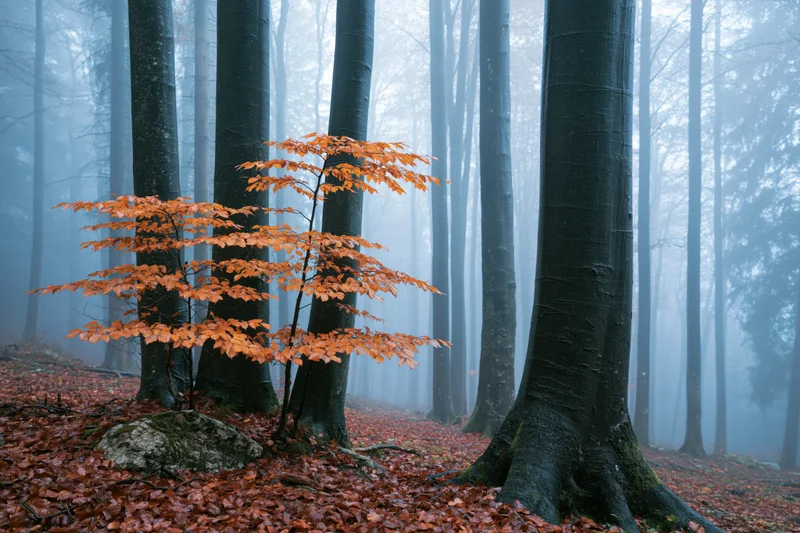 Small orange-leafed beech tree in foggy forest among tall trunks with fallen leaves on ground