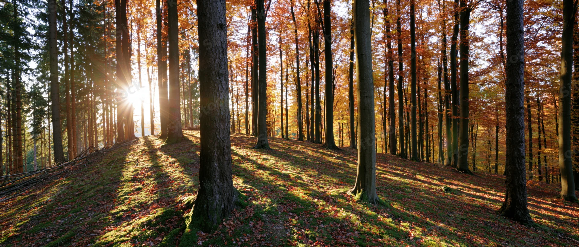 Sunlight filtering through tall beech trees in an autumn forest, casting long shadows on the mossy ground