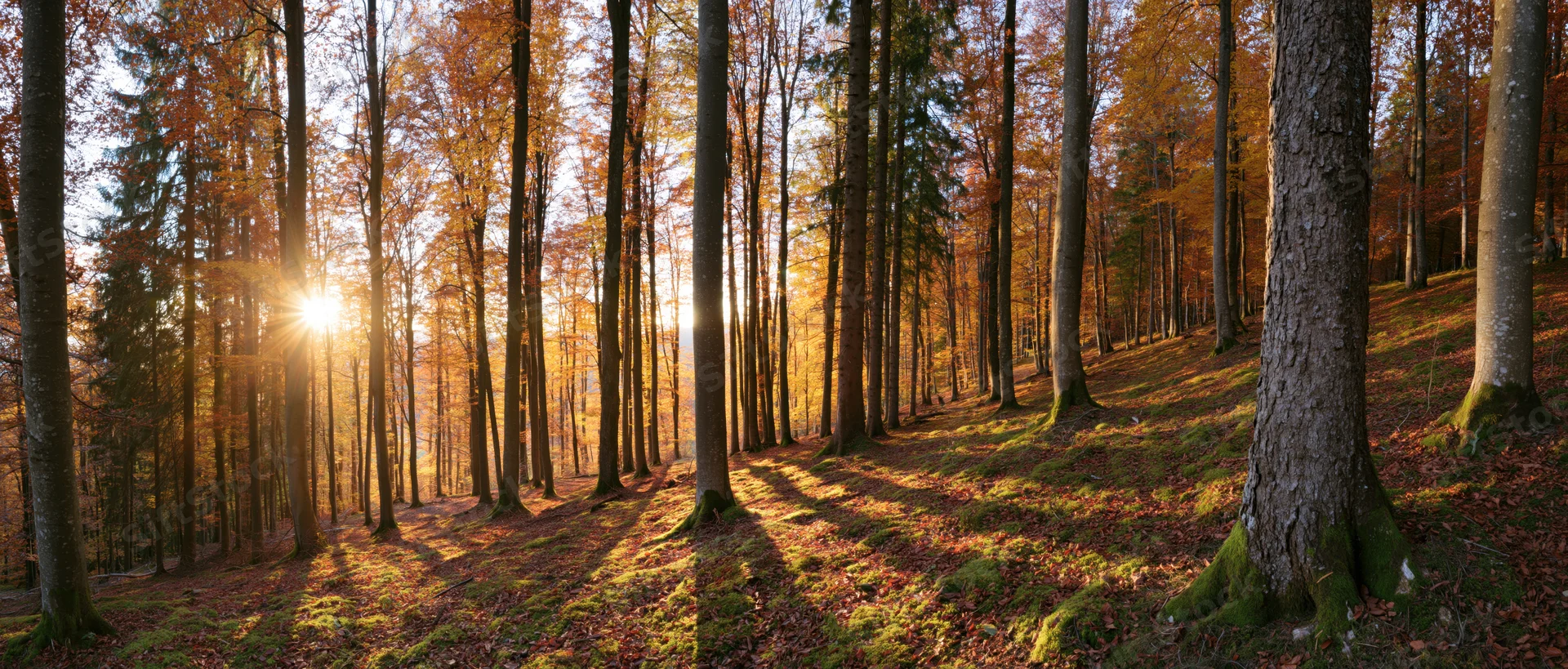 Sunlight filtering through tall beech trees in an autumn forest, casting long shadows on the mossy ground