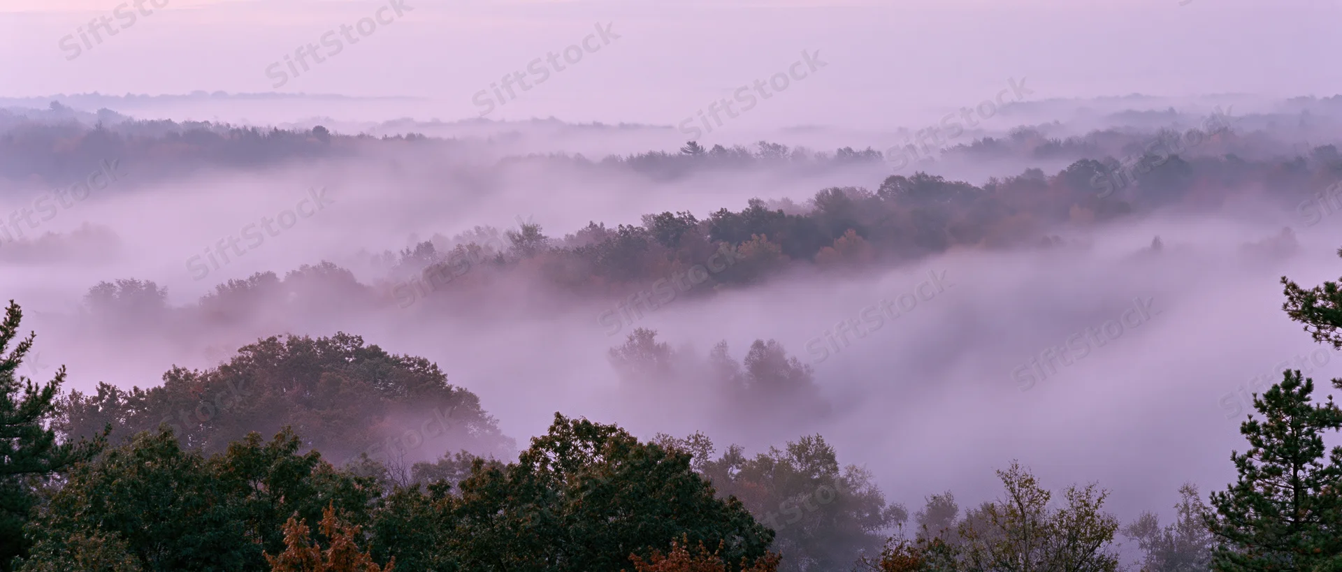 Autumn forest landscape viewed from above dense tree canopies in misty morning light