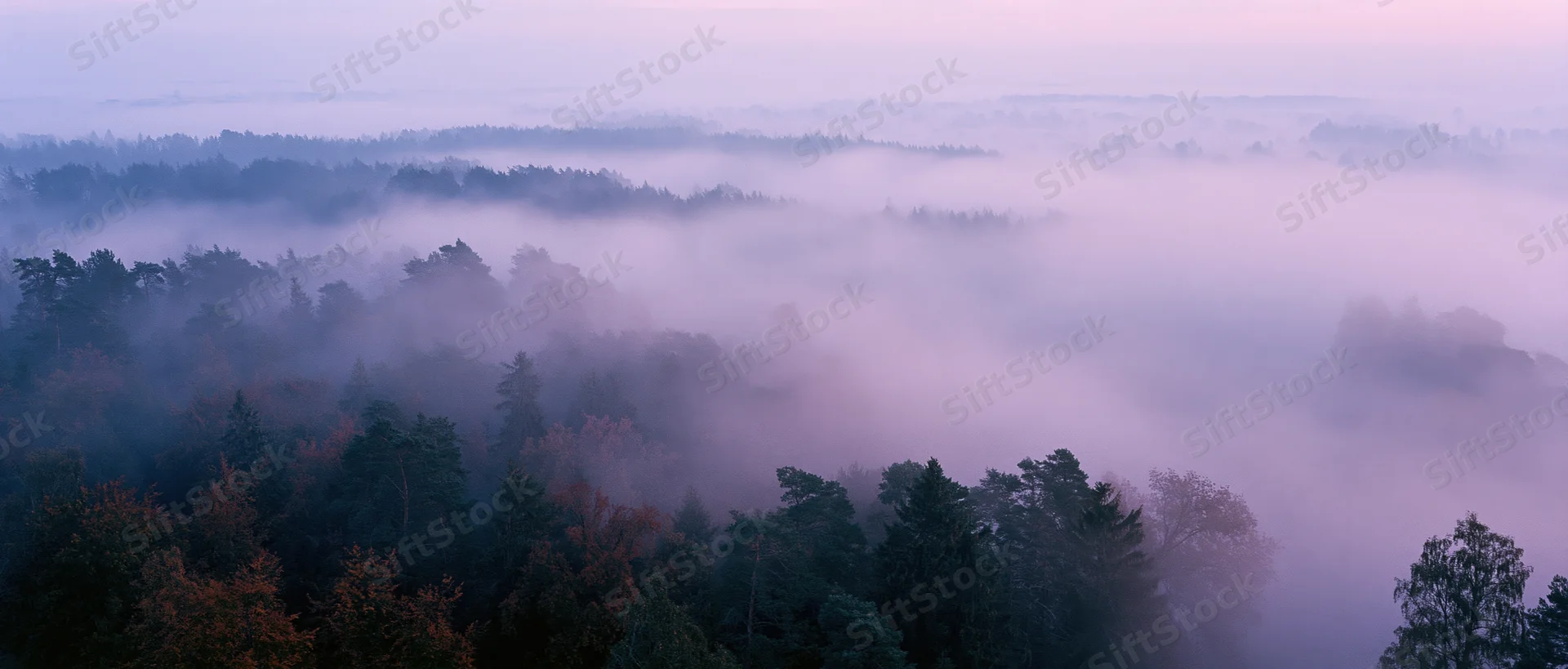 Aerial view of autumn forest canopy covered in fog at dawn