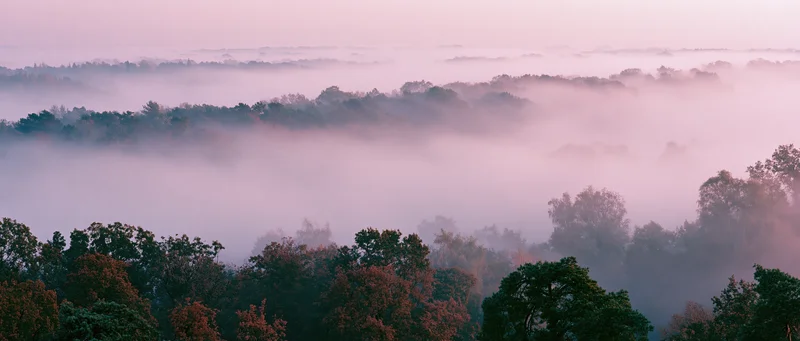Autumn forest landscape seen from above dense tree canopies with mist at dawn