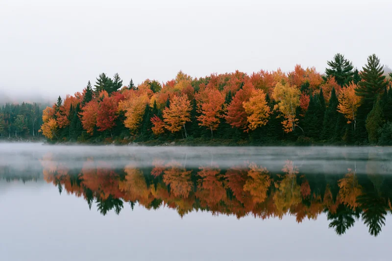 Autumn forest with colorful maple trees reflected in misty lake water