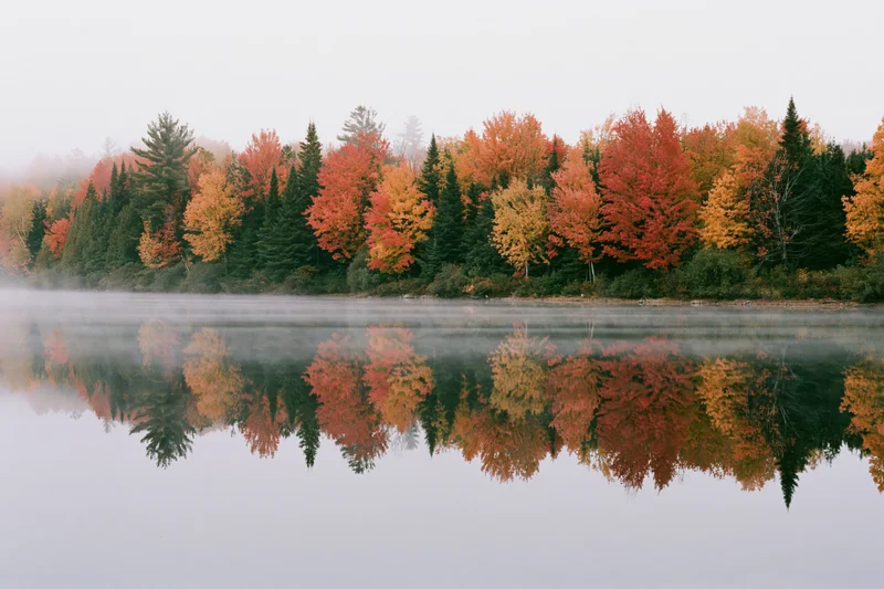 Autumn forest trees reflected in calm misty lake water