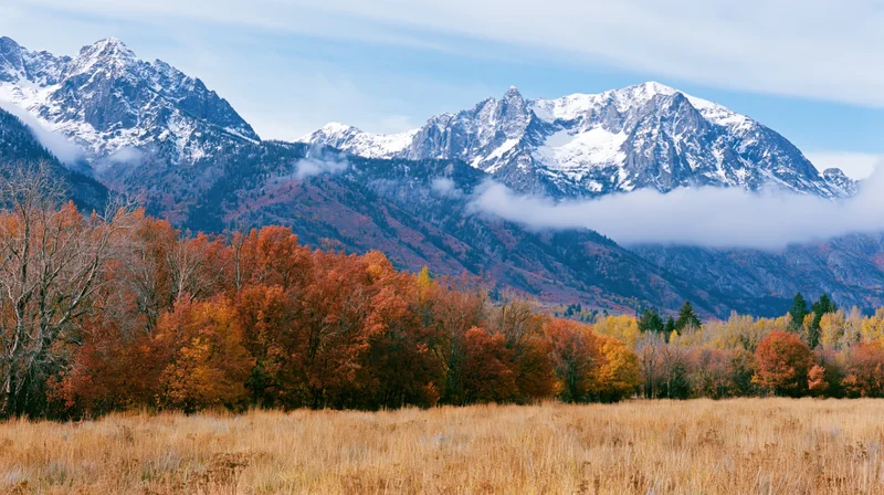 Snow-capped mountains rise behind a forest of autumn-colored trees lining a golden meadow