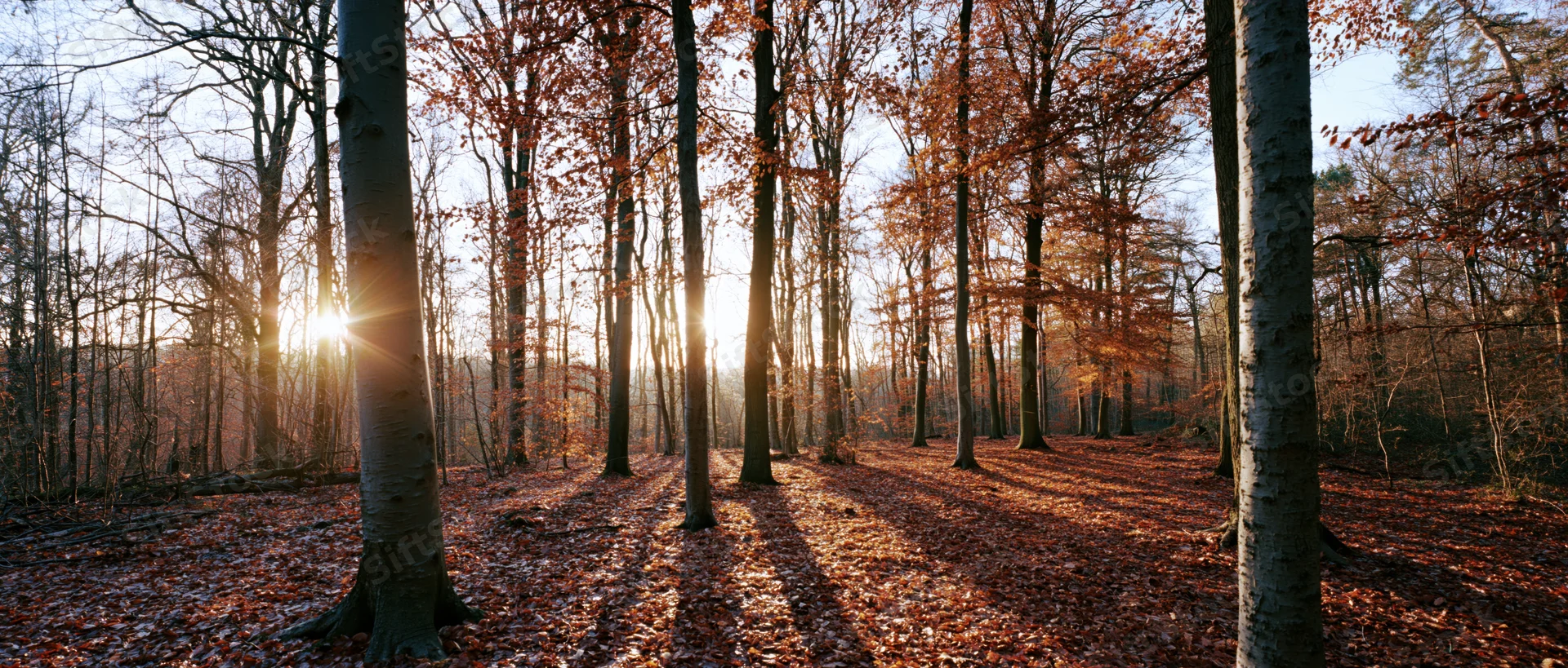 Autumn forest with sunlight streaming through tall trees onto leaf-covered ground