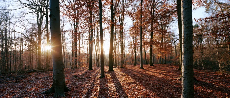 Autumn forest with sunlight streaming through tall trees onto leaf-covered ground