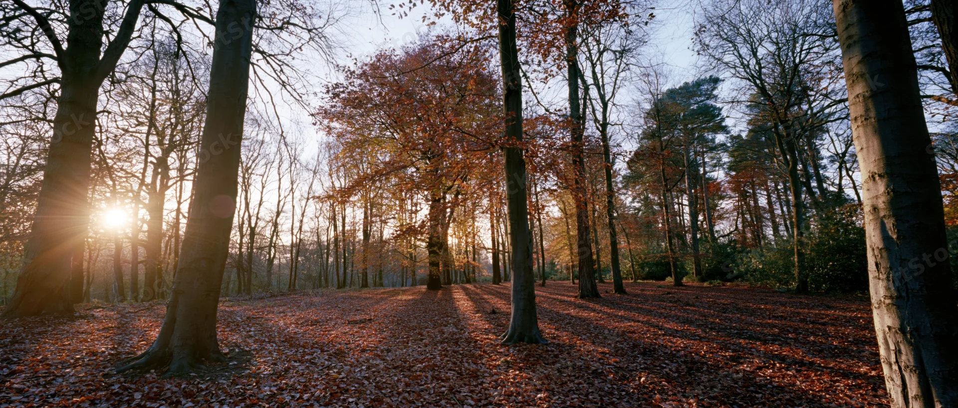 Autumn forest path covered in fallen leaves with sunlight streaming through tall trees