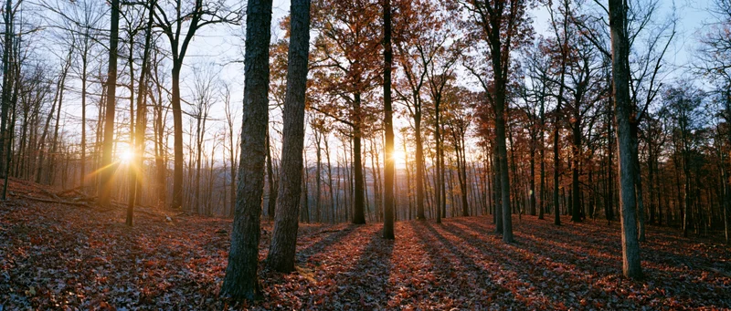 Autumn forest landscape with low sun bursting through tall trees casting long shadows on leaf-covered ground