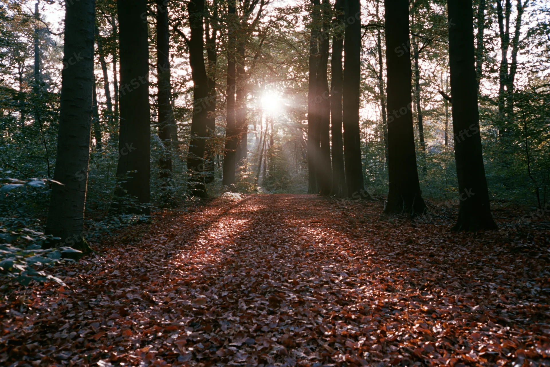 Sunlit path through autumn forest covered in fallen leaves
