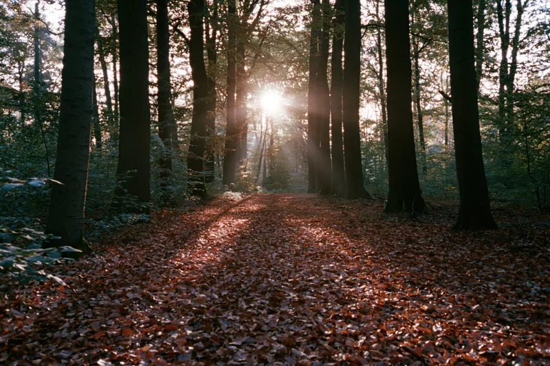 Sunlit path through autumn forest covered in fallen leaves
