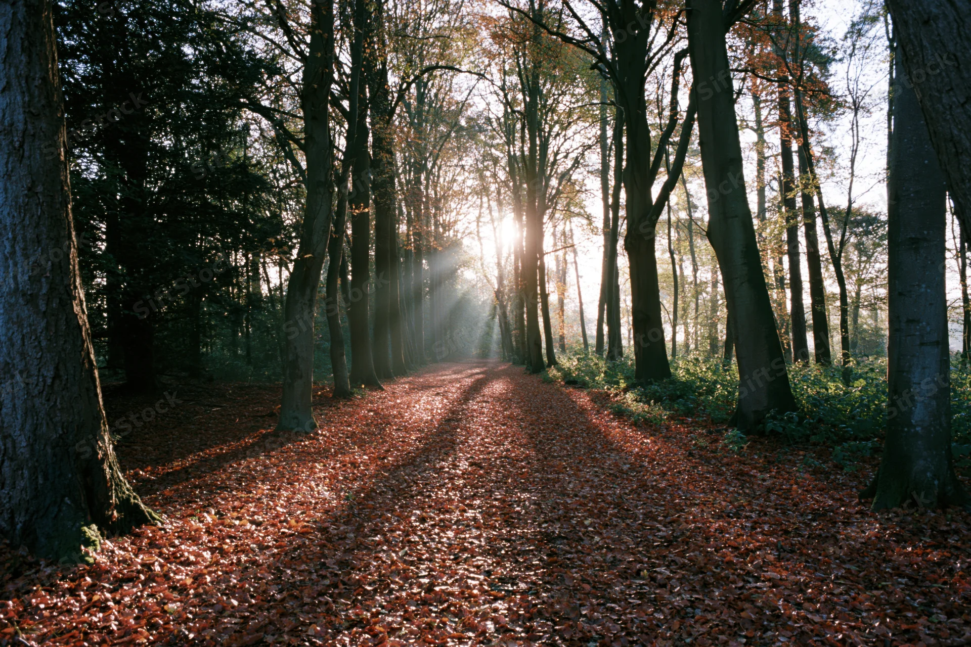 Sunlit forest path covered in fallen autumn leaves leading through tall trees