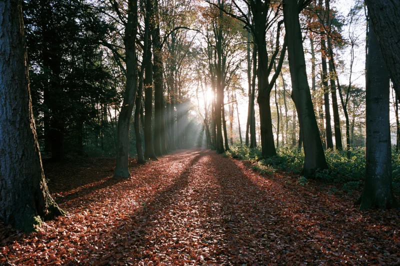 Sunlit forest path covered in fallen autumn leaves leading through tall trees