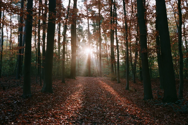 Sunlit path through autumn forest covered in fallen red and orange leaves