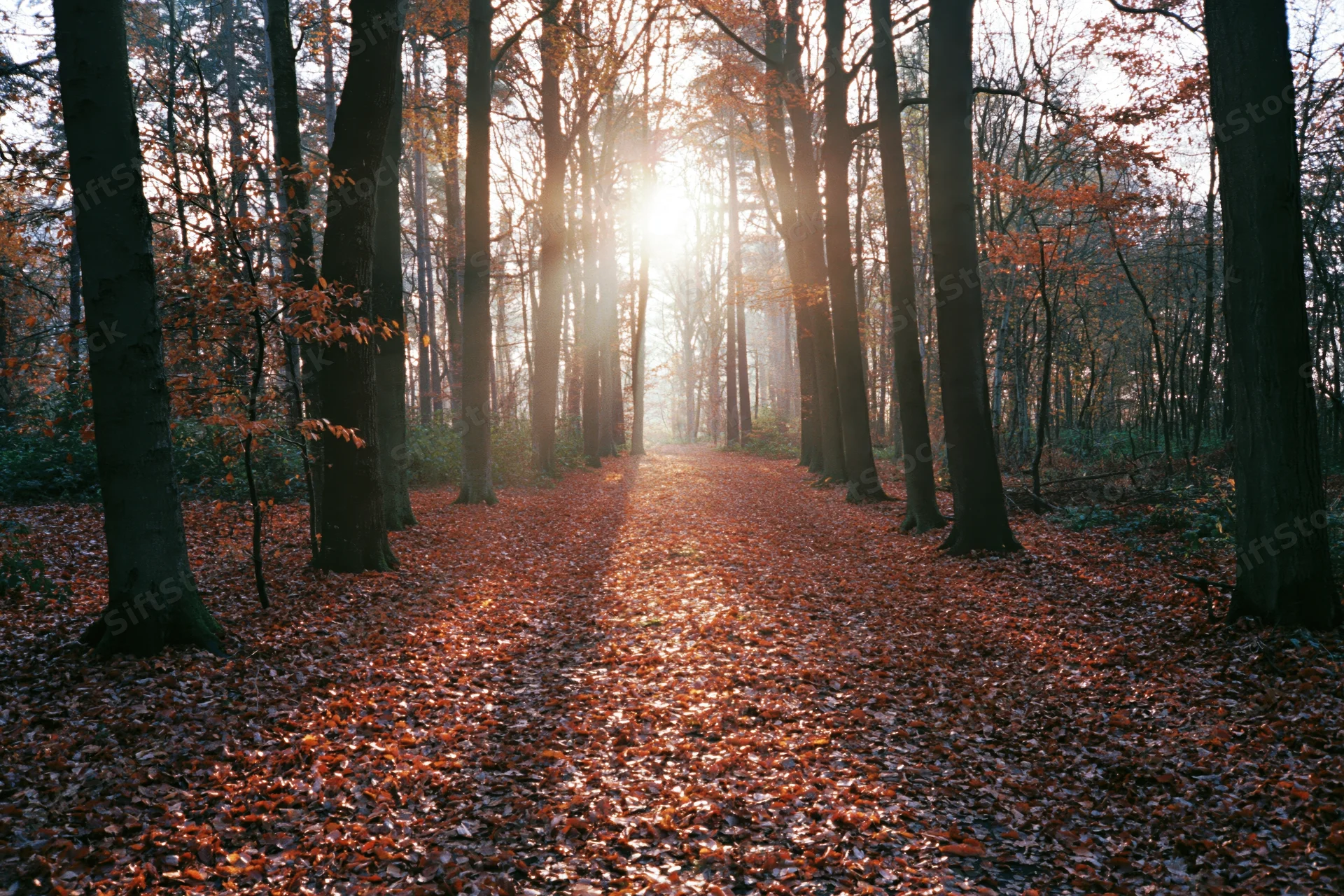 Sunlit path through autumn forest covered in fallen leaves