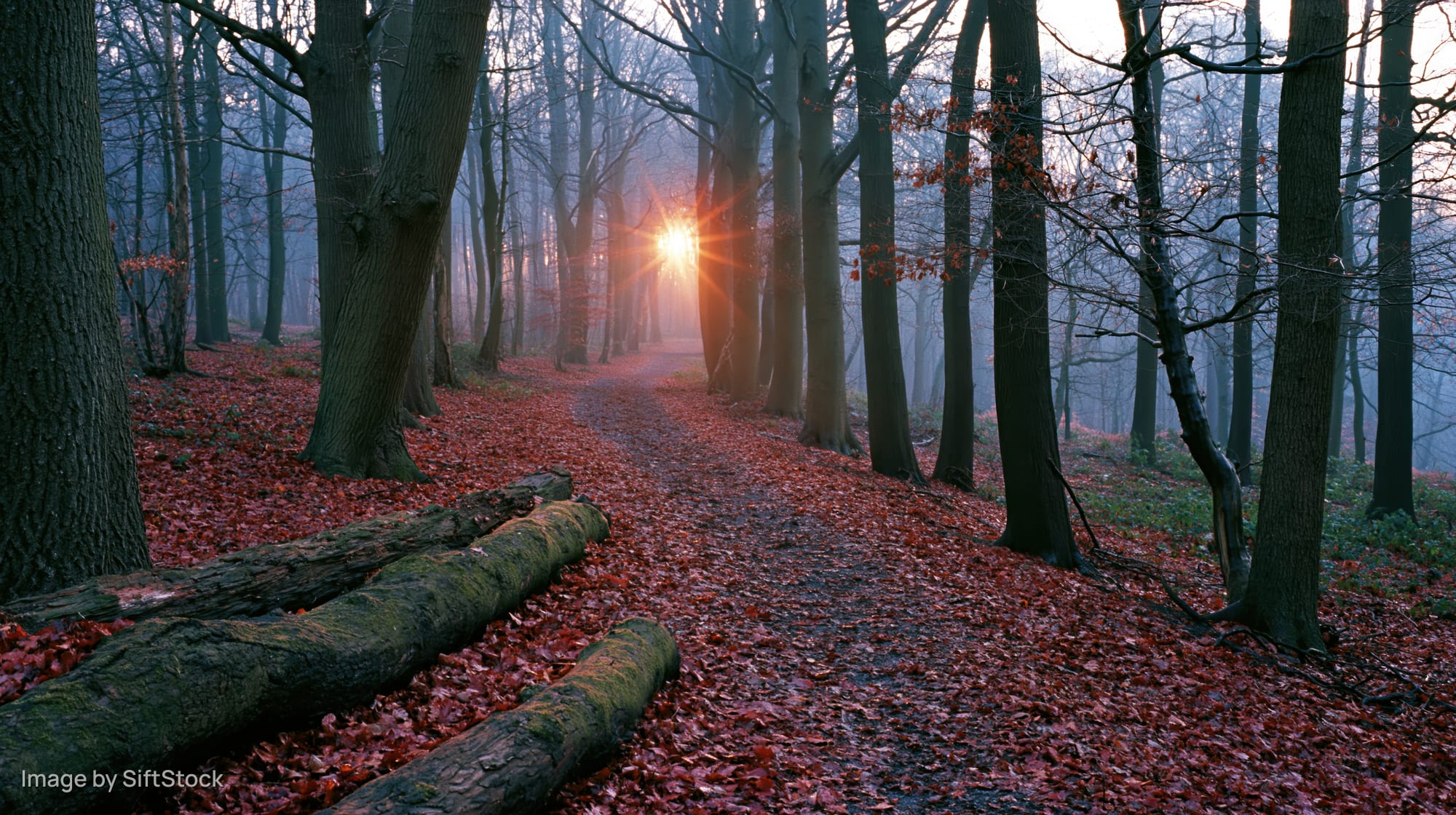 Forest path covered in red autumn leaves with sunlight breaking through bare trees at dawn