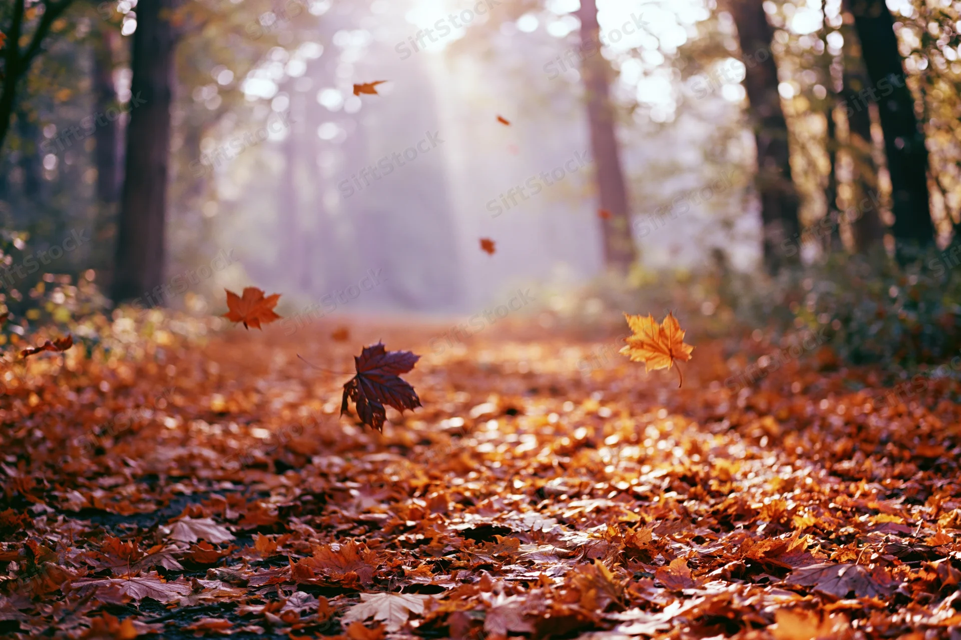 Autumn forest path covered in fallen maple leaves with sunlight filtering through trees