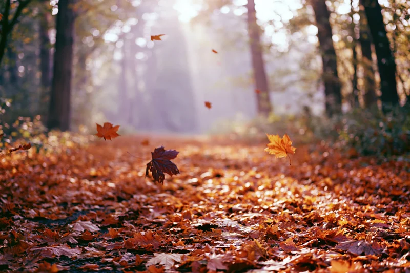 Autumn forest path covered in fallen maple leaves with sunlight filtering through trees