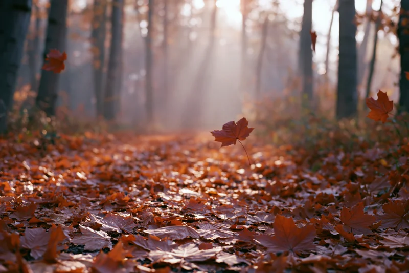 Autumn forest path covered in fallen maple leaves with sunlight filtering through trees